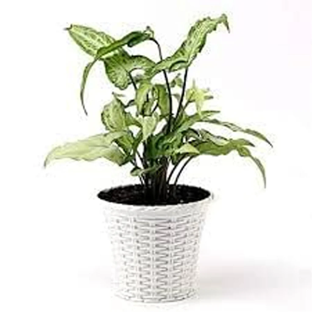 AM0826 Ap Juhi Pot 10 inch -Multicolor Designer Plastic Flower pots - Image 7