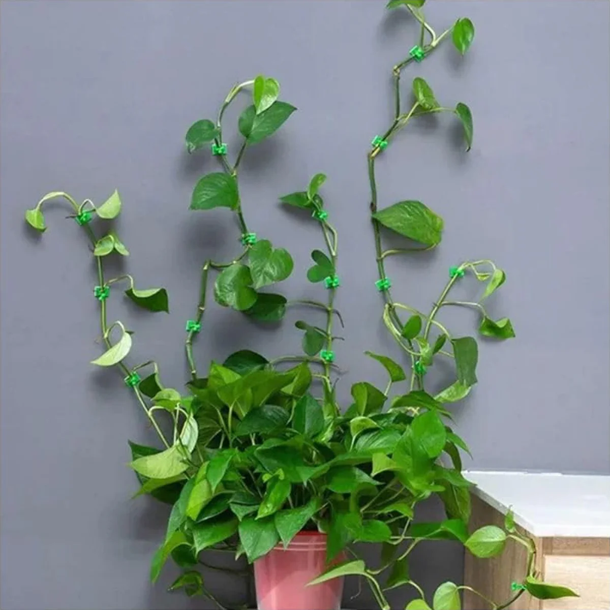 AM6863 30 Pcs-Adhesive Plant Climbing Fixing Clips - Green Vine Wall Holders - Image 5